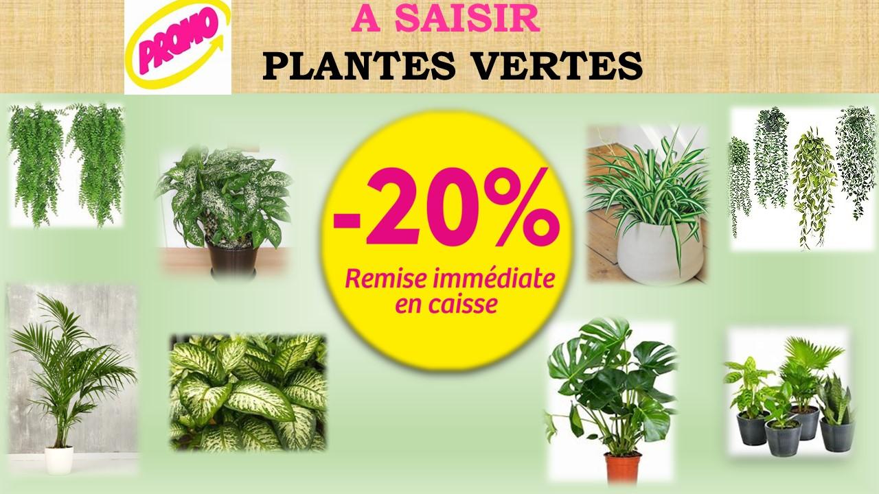 PROMO  JANVIER PLANTE VERTE